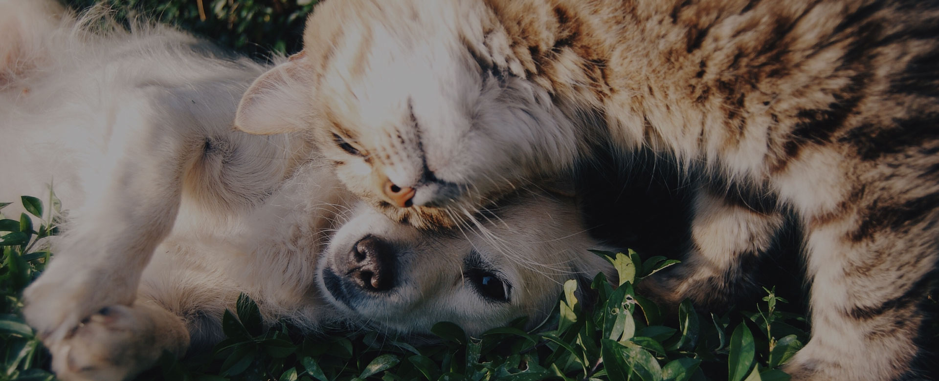SBNutriPet